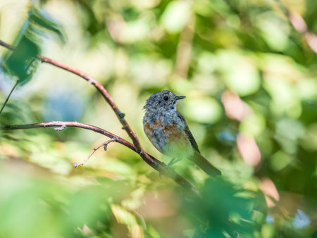 The common redstart, Phoenicurus phoenicurus, young bird, is photographed in close-up sitting on a...