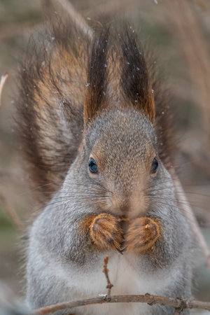 The squirrel with nut sits on tree in the winter or late autumn. Portrait of the squirrel close-up. Eurasian red squirrel, Sciurus vulgaris.の写真素材