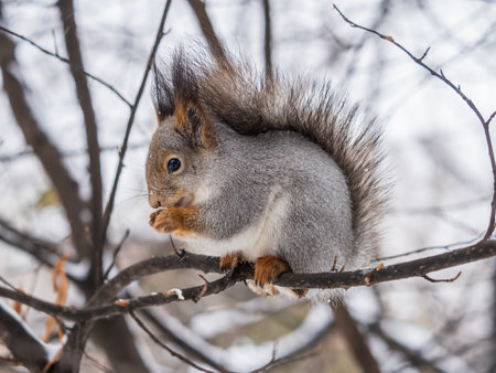 The squirrel with nut sits on tree in the winter or late autumn. Eurasian red squirrel, Sciurus vulgaris.の写真素材