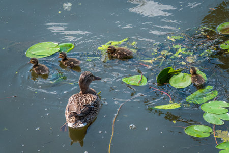 A family of ducks, a duck and its little ducklings are swimming in the water. The duck takes care of its newborn ducklings. Ducklings are all included. Mallard, lat. Anas platyrhynchosの写真素材