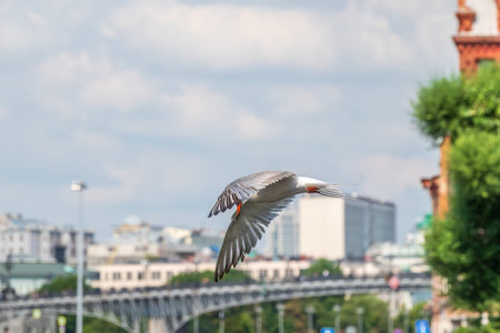Common Tern, Sterna hirundo, in flight. White seagull in flight against a blue sky