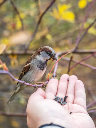 Sparrow eats seeds from a man's hand. A Sparrow bird sitting on the hand and eating nuts.の写真素材