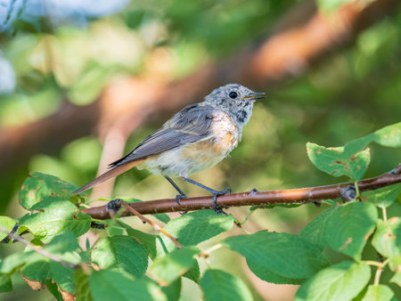 The common redstart, Phoenicurus phoenicurus, young bird, is photographed in close-up sitting on a branch against a blurred background. Soft evening lightの写真素材