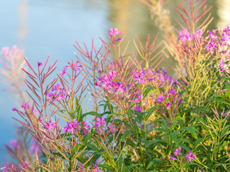 Summer Flowering Purple Loosestrife, Lythrum tomentosum or spiked loosestrife and purple lythrum on a green blured background.の写真素材