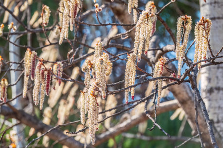 Backlit cluster of female European aspen or Quaking Aspen, Populus tremula, catkins, under the soft spring sunの写真素材