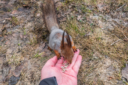 A squirrel in the spring or autumn eats nuts from a human hand. Eurasian red squirrel, Sciurus...