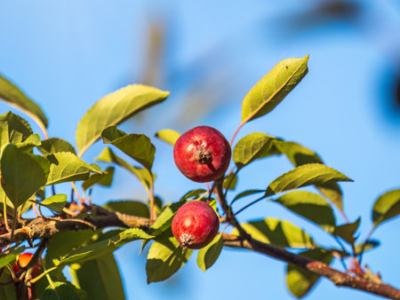 Bright red small wild apples among the yellow leaves in autumn. A bunch of wild apple tree with small bright red apples and green and yellow leaves is in a park in autumn.の写真素材