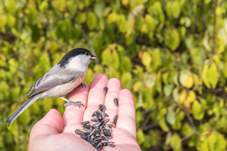 A willow tit sits on hand and eats seeds. Hungry bird willow tit eating seeds from a hand in winter or autumn. Caring for animals in winter or autumn.の写真素材