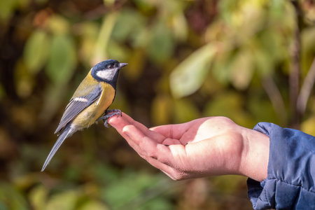 A tit sits on a man's hand and eats seeds. Taking care of birds.の写真素材