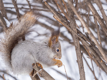 The squirrel with nut sits on tree in the winter or late autumn. Eurasian red squirrel, Sciurus vulgaris.の写真素材