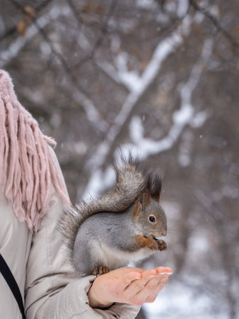 Girl feeds a squirrel with nuts at winter. Squirrel eats nuts from the girls hand. Caring for animals in winter or autumn.の写真素材