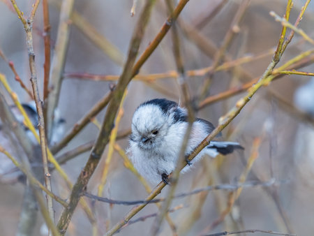 European long-tailed tit, latin name Aegithalos caudatus. A bird sitting on a branch in a deciduous forest. Bird watching in early spring in March. Cool background behind the object.の写真素材