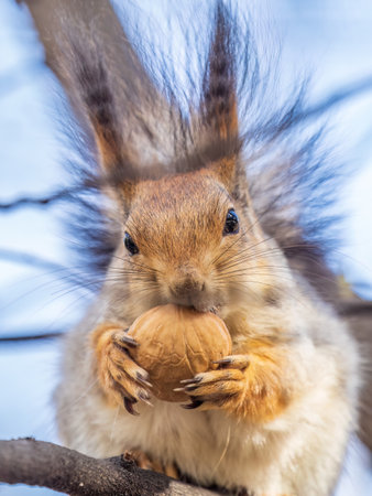 The squirrel with nut sits on a branches in the spring or summer. Eurasian red squirrel, Sciurus vulgarisの写真素材