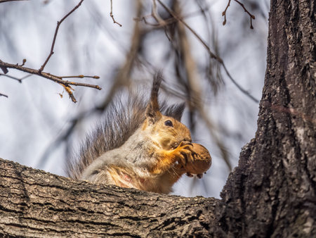 The squirrel with nut sits on a branches in the spring or summer. Eurasian red squirrel, Sciurus vulgarisの写真素材