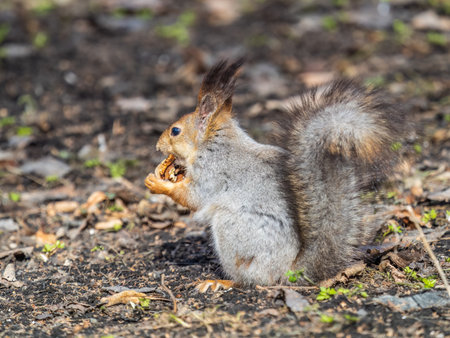 Squirrel in autumn or spring with nut on the green grass with fallen yellow leaves. Squirrel looking for food on the ground. wild animal. autumn or spring forest.の写真素材