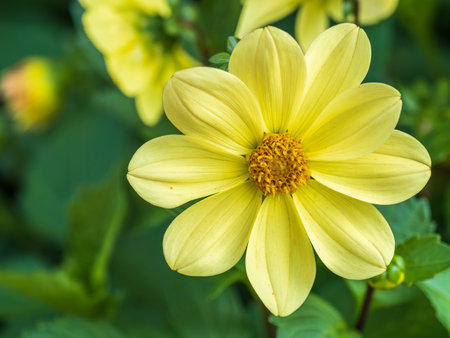 Yellow dahlia flower is blooming in the garden. A wonderful yellow dahlia, a summer flower.の写真素材