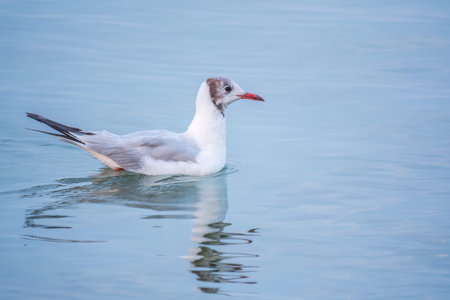 One Seagull, The European herring gull, swims on the calm lake shore in sunset. Seagull swim and...