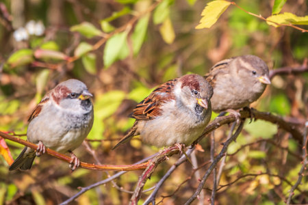 Sparrow sitting on a green branch in autumn in the sunset light. Sparrow with playful poise on branch in autumn or summerの写真素材