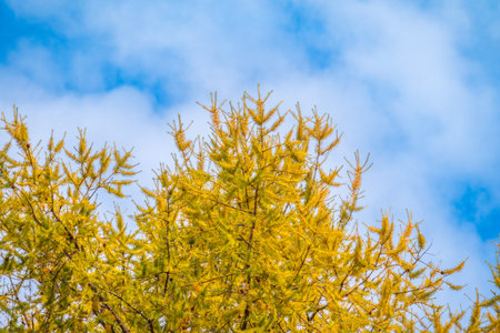 Yellow autumn branches of larch, against a blue sky. autumn natural backgroundの写真素材