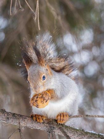 The squirrel with nut sits on tree in the winter or late autumn. Eurasian red squirrel, Sciurus vulgaris.の写真素材