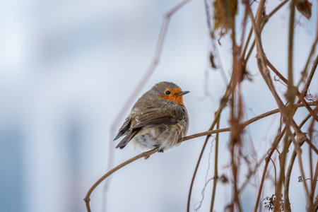 Cute bird the European Robin, Erithacus rubecula. sitting on the tree branch in winter. beautiful song birdの写真素材