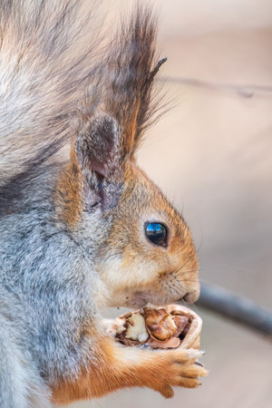 The squirrel with nut sits on a branch in the spring or summer. Portrait of the squirrel close-up. Eurasian red squirrel, Sciurus vulgarisの写真素材