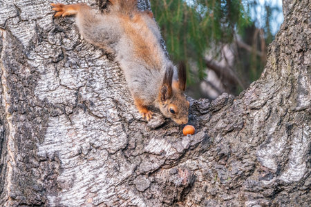 The squirrel with nut sits on a branches in the spring or summer. Eurasian red squirrel, Sciurus vulgarisの写真素材