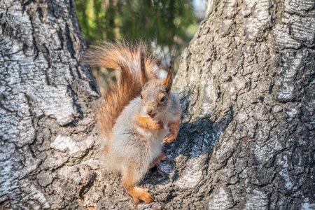 The squirrel with nut sits on a branches in the spring or summer. Eurasian red squirrel, Sciurus vulgarisの写真素材