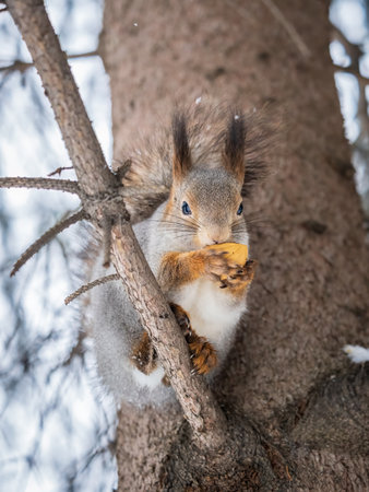 The squirrel with nut sits on tree in the winter or late autumn. Eurasian red squirrel, Sciurus vulgaris.の写真素材