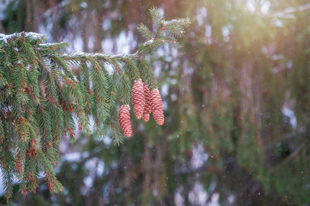 Green spruce branches with needles and many cones in winter. Many cones on spruce. Fir tree. Background image with copy space.の写真素材