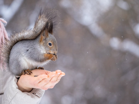 Girl feeds a squirrel with nuts at winter. Squirrel eats nuts from the girls hand. Caring for animals in winter or autumn.の写真素材