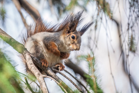 The squirrel sits on a branch in the spring or summer. Eurasian red squirrel, Sciurus vulgarisの写真素材
