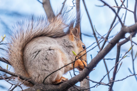 The squirrel with nut sits on a branches in the spring or summer. Eurasian red squirrel, Sciurus vulgarisの写真素材