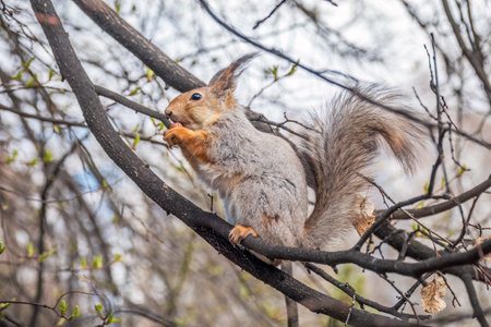 The squirrel with nut sits on a branches in the spring or summer. Eurasian red squirrel, Sciurus vulgarisの写真素材
