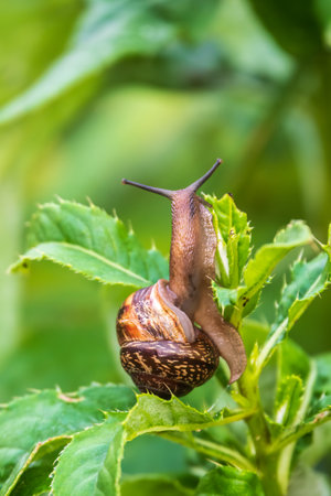 Copse snail gliding on the plant in the garden. macro, close-up. Copse snail, Arianta arbustorum, is a medium-sized species of land snail. Copse snail is a common pest in agriculture and horticulture.の写真素材