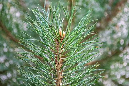 Background of green pine branches with water drops after rain. fresh pine branch