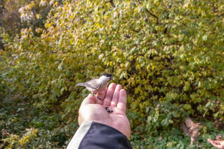 A willow tit sits on hand and eats seeds. Hungry bird willow tit eating seeds from a hand in winter or autumn. Caring for animals in winter or autumn.の写真素材