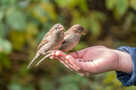 The boy feeds the birds with seeds from his hand. Sparrow eats seeds from the boy's hand The Sparrow sits on boy's hand.の写真素材