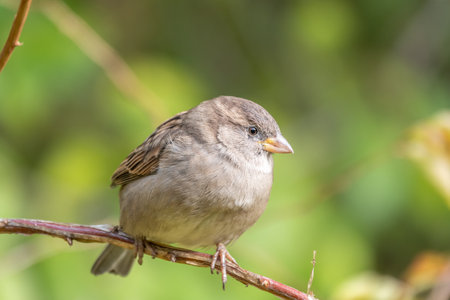 Sparrow sitting on a green branch in autumn in the sunset light. Sparrow with playful poise on branch in autumn or summerの写真素材