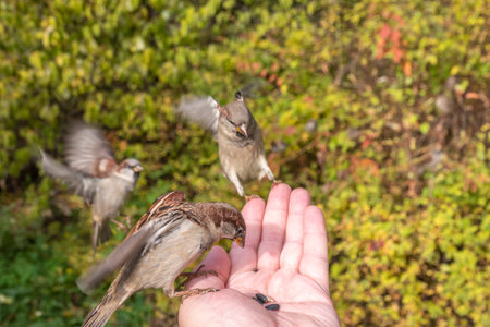 Sparrow eats seeds from a man's hand. A Sparrow bird sitting on the hand and eating nuts.の写真素材