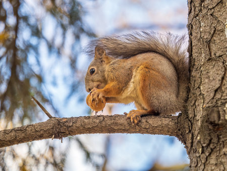 The squirrel with nut sits on tree in the autumn. Eurasian red squirrel, Sciurus vulgaris. Portrait of a squirrel in autumnの写真素材