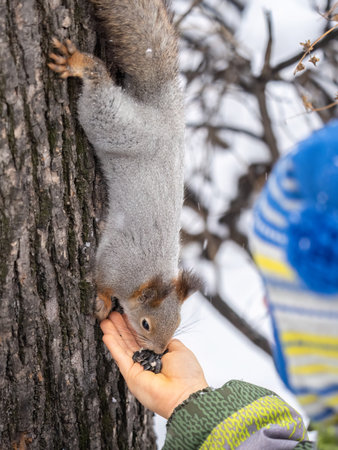 A little child in winter feeds a squirrel with a nut. Cute little boy feeding squirrel at winter parkの写真素材