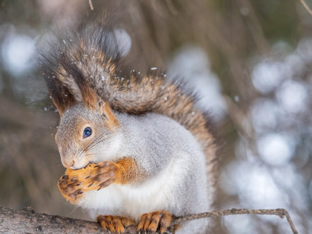 The squirrel with nut sits on tree in the winter or late autumn. Eurasian red squirrel, Sciurus vulgaris.の写真素材