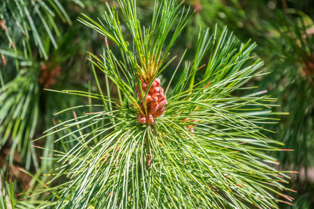 Cedar branches with long fluffy needles with a beautiful blurry background. Pinus sibirica, or Siberian pine. Pine branch with fresh shoots and long and thin needles.の写真素材