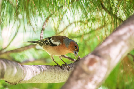 Common chaffinch sits on a branch in spring on green background. Beautiful songbird Common chaffinch in wildlife. The common chaffinch or simply the chaffinch, latin name Fringilla coelebs.の写真素材