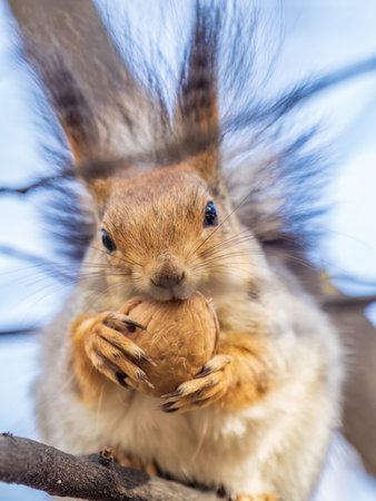 The squirrel with nut sits on a branches in the spring or summer. Eurasian red squirrel, Sciurus vulgarisの写真素材
