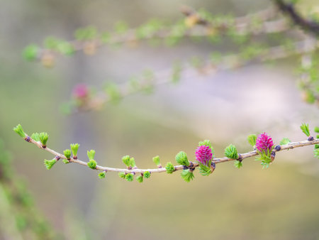 Larch tree fresh pink cones blossom at spring on nature background. Branches with young needles European larch Larix decidua with pink flowers.の写真素材