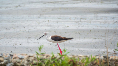 cute water bird. Black winged Stilt. Colorful nature habitat background. Black winged Stilt, or or pied stilt, Himantopus himantopus. Blacked winged stilt searching for food in a small pondの写真素材
