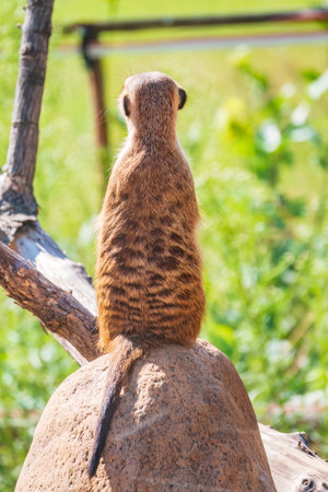 Meerkat, Suricata suricatta, on hind legs. Portrait of meerkat standing on hind legs with alert expression. Portrait of a funny meerkat sitting on its hind legs and watching out for enemiesの写真素材