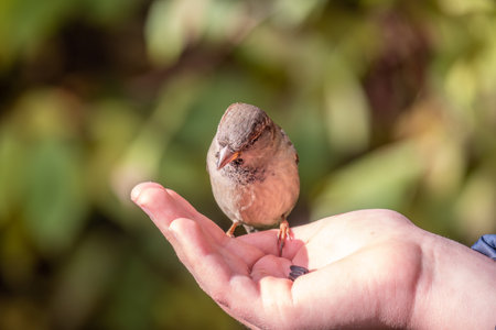 The boy feeds the birds with seeds from his hand. Sparrow eats seeds from the boy's hand The Sparrow sits on boy's hand.の写真素材